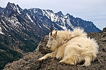 Resting Mountain Goat #1